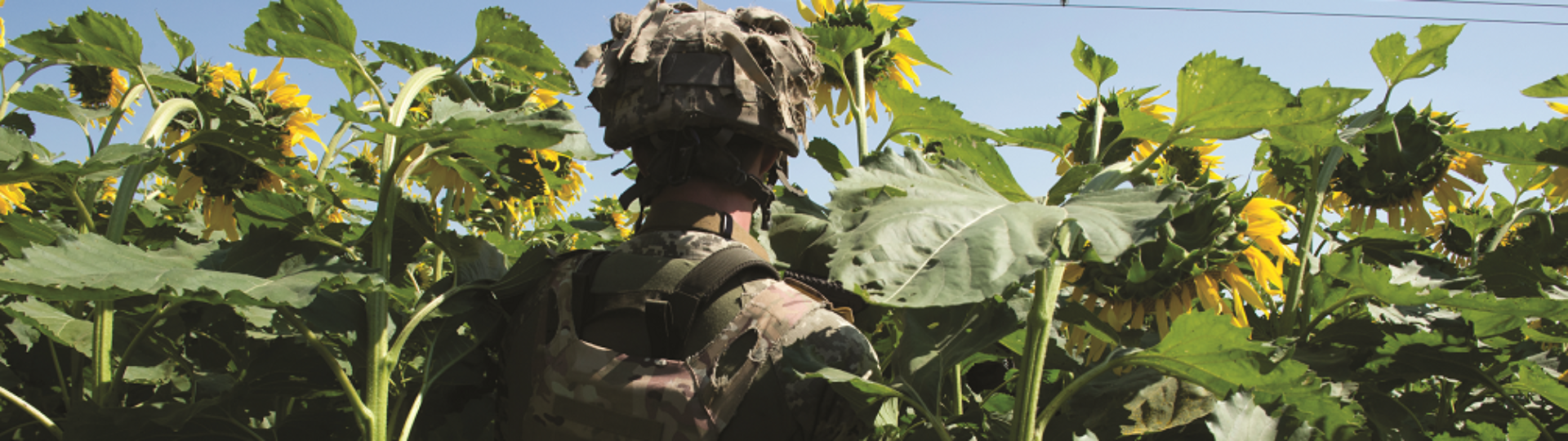 Soldier in field of sunflowers, Ukraine